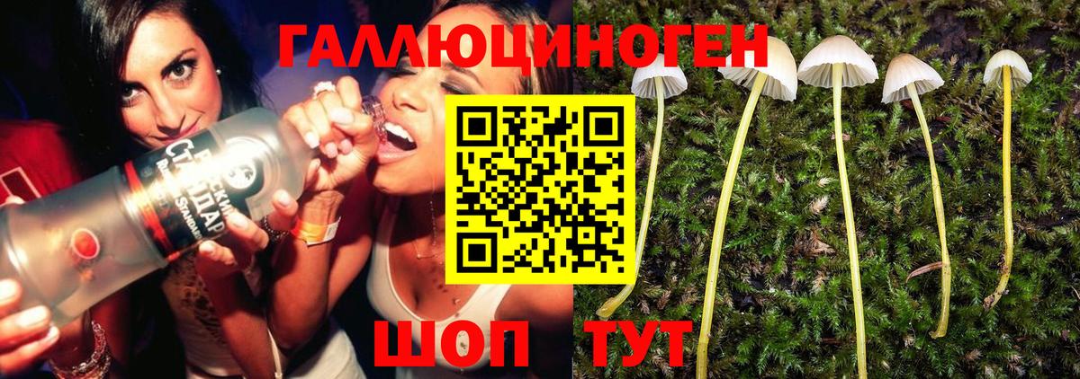 Галлюциногенные грибы Psilocybine cubensis Североморск